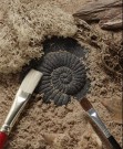 Utforsk fossiler thumbnail